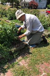 man working in garden