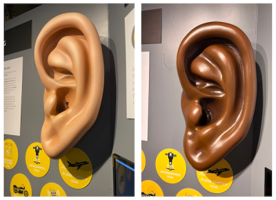 Before and after of ear exhibit